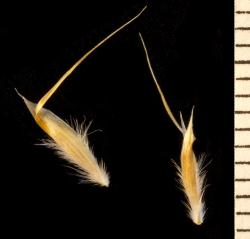 Image: Kerry Ford © Landcare Research 